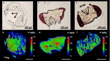 Microscopic and LA-ICPMS mercury maps of a fruit fly larva fed with methylmercury chloride (0.2 g Hg/g).